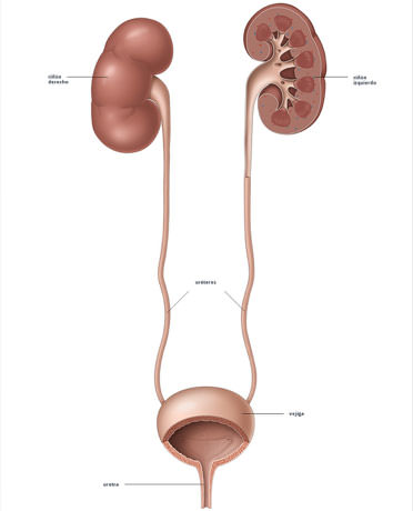 dolorcalculosurinarios